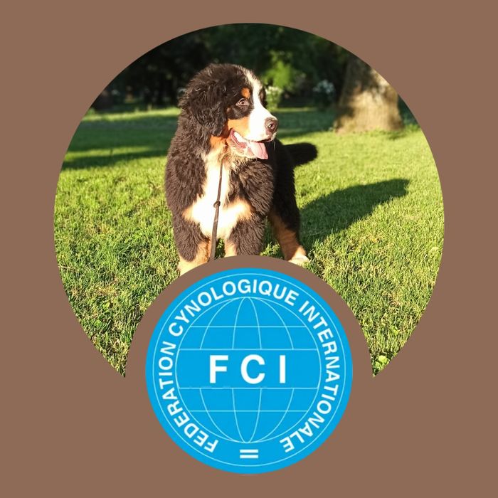 Pui  Ciobanesc de Berna Leonardo