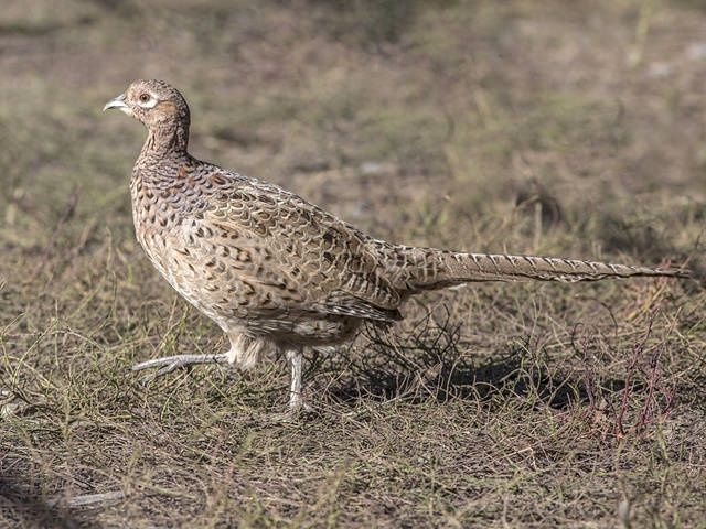 Продаётся взрослая самка охотничьего фазана