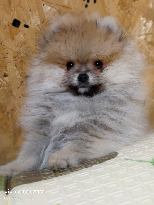 Очаровательный щенок шпица.