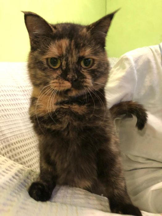 Любимые животные