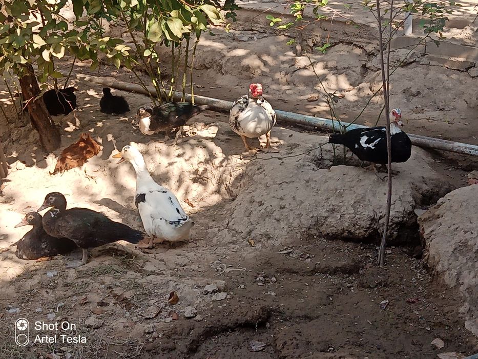 Indiutkalar va oʻrdak bor !