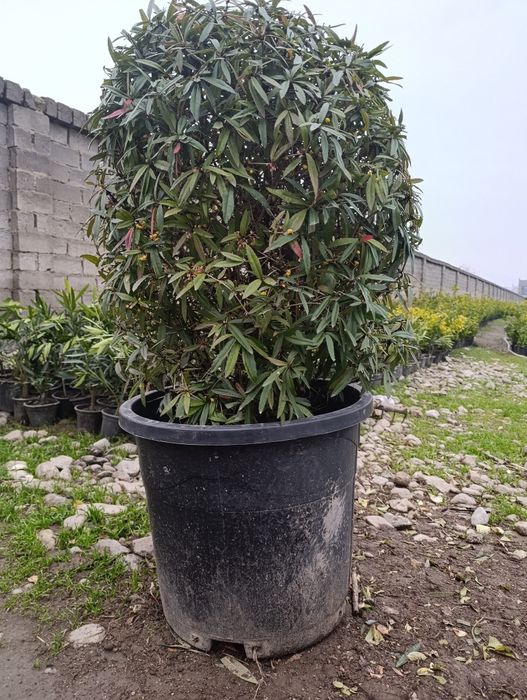 Манзарали ва мевали дарахт кучатларимиз сотувда