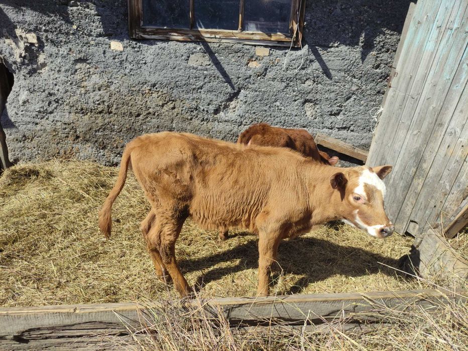 Продам телят(тёлочки)