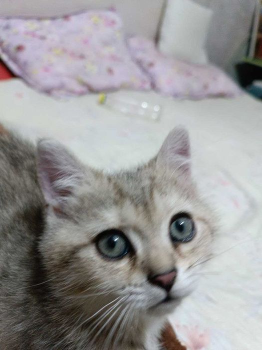 Скотиш Страйт, Кошка, Котенок