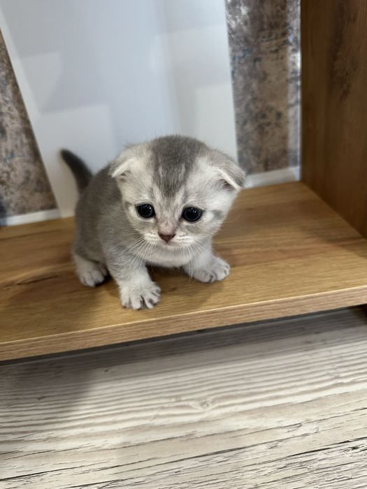 Котята веслоушки