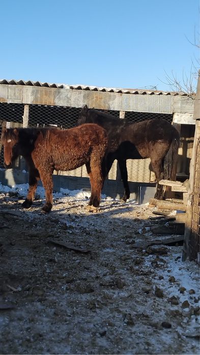 Продам лошадей в Акылбае