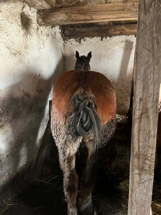 Schimb un cal de 6ani si un manz de 11 luni