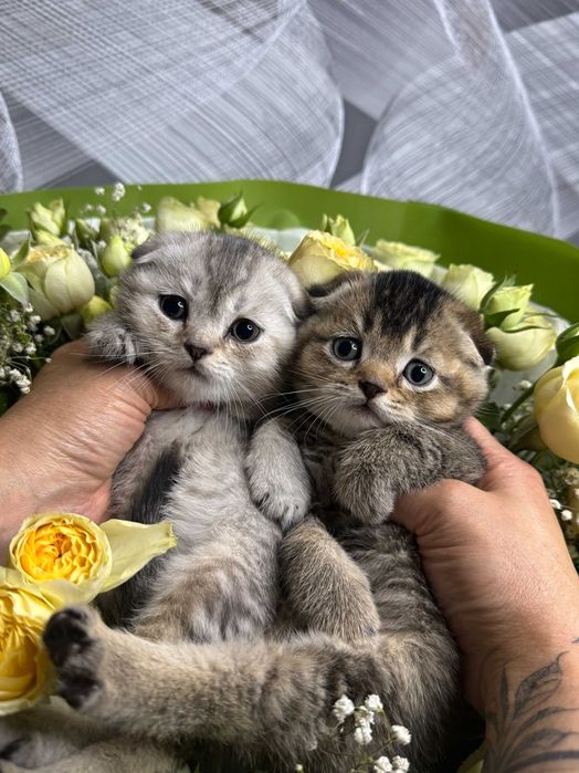 вислоушки плюшевые малыши