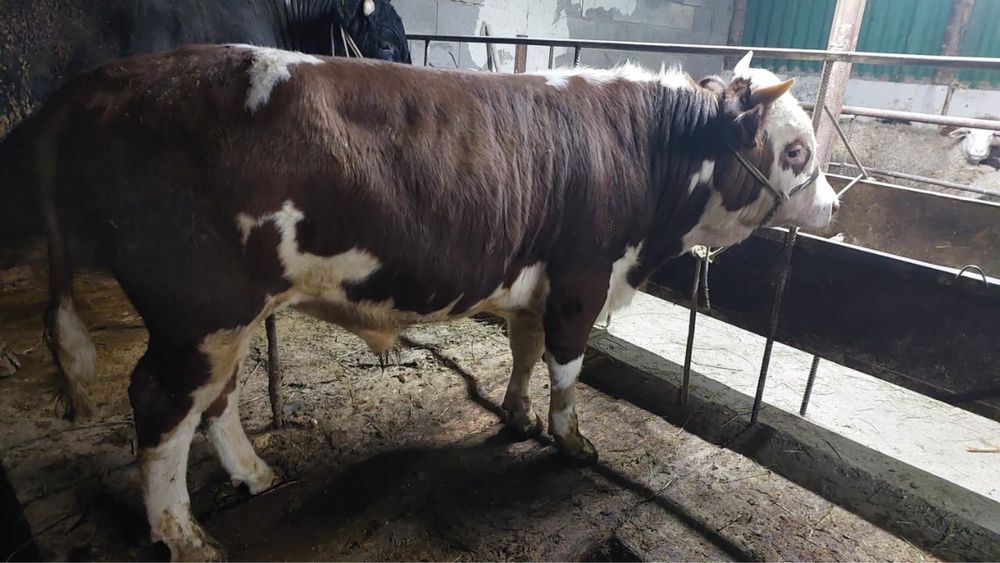 Срочно продается бычок