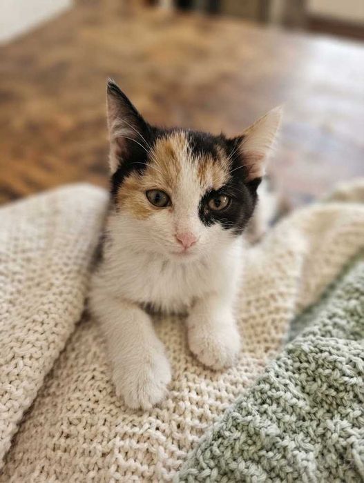 Котятя в добрые руки