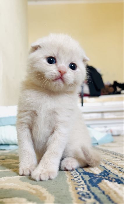 Шотлански висалухий