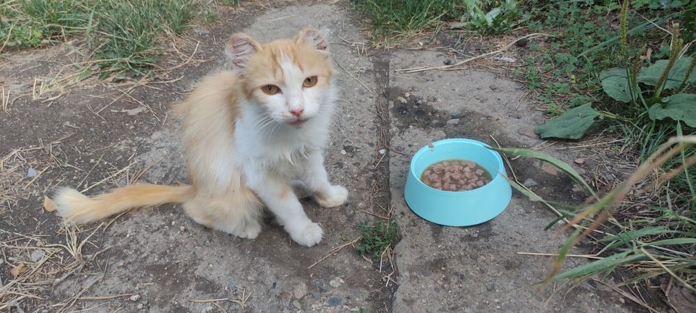 Молодой котик ищет дом