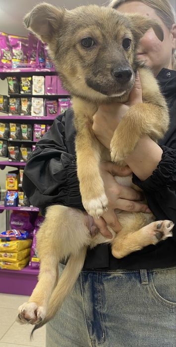 Щенята в добрые руки