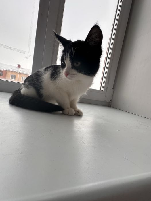 Ласковая кошечка ищет семью