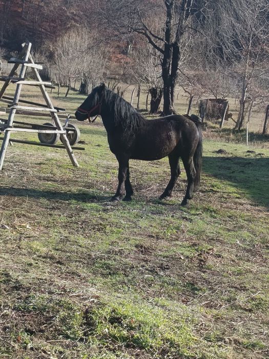 Vând carlan de 3 ani