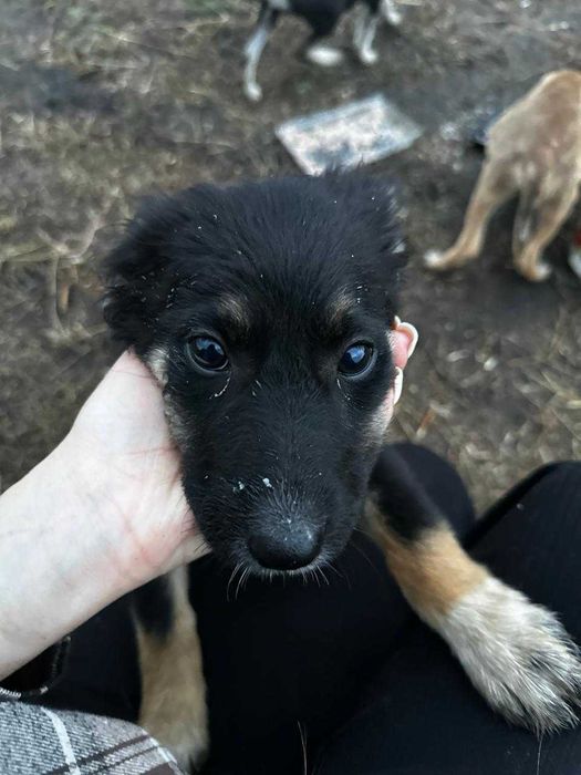 Поможем найти дом милым щеночкам