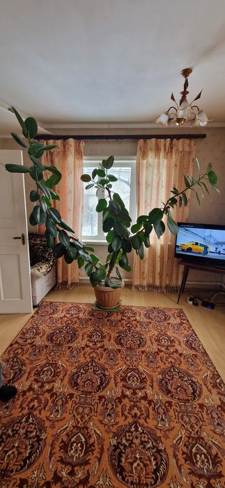 Продам фикус для дома и офиса