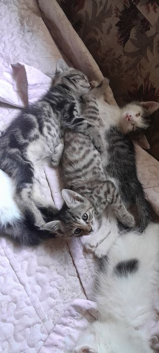 Отдам Бесплатно Котят