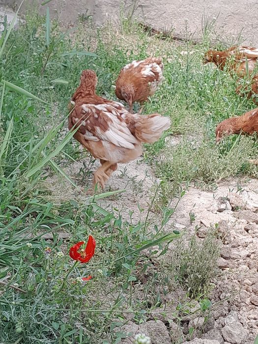 Кендра Люст Алексис порно онлайн