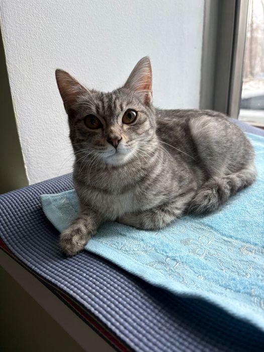 Котенок девочка в добрую семью