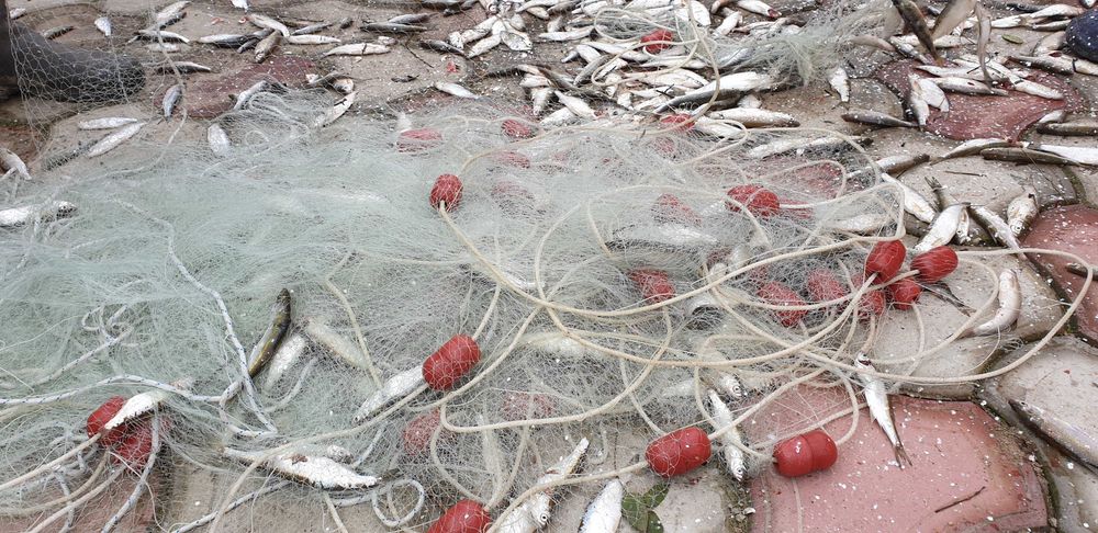 Plase pescuit tip setca /ava - oblete