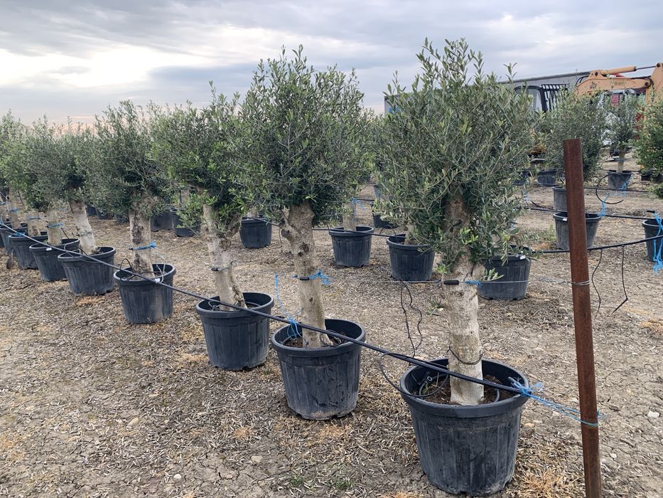 Maslin Olea Europaea pe rod