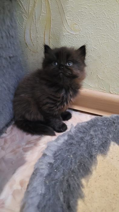 Продам двух котят