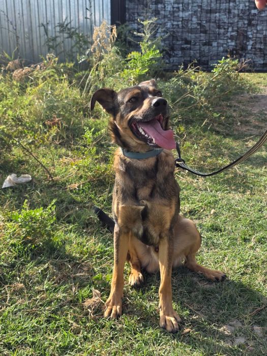 Ищем дом собаке мальчику