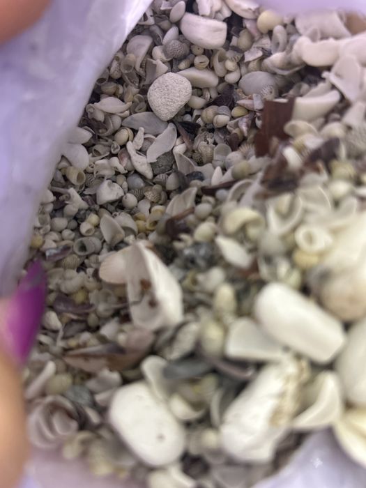 Продам ракушки морские