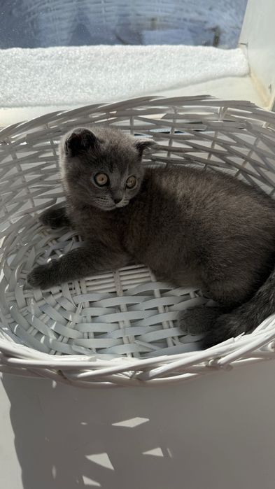 Котенок шотландский