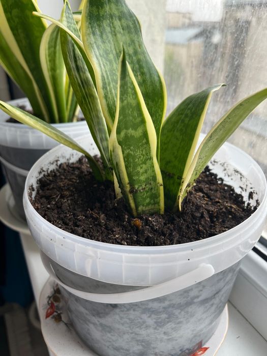 Комнатные домашние цветы