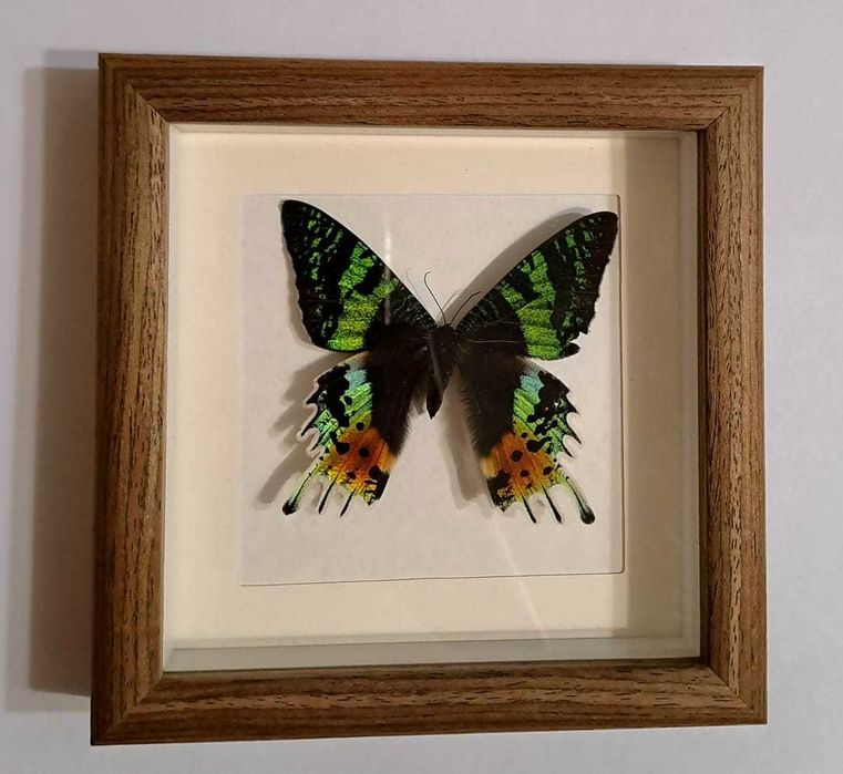 Редкая, настоящая бабочка.