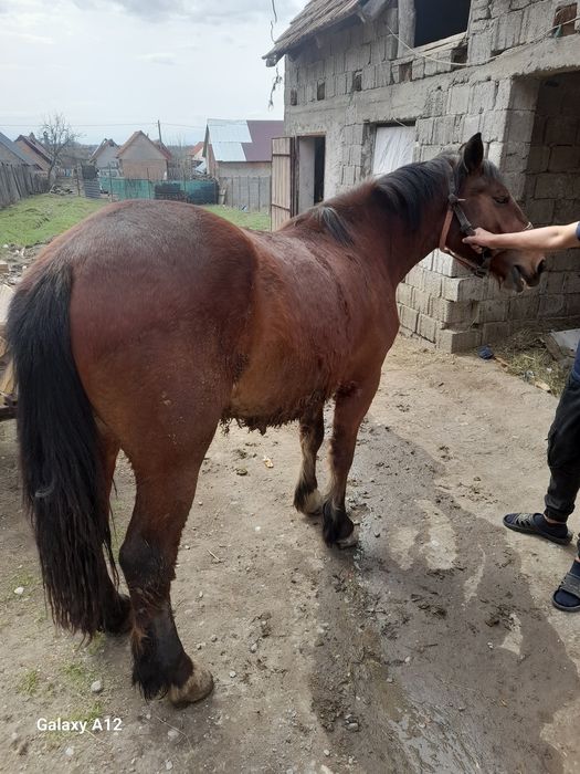 Mâzâ de vâzare 2 an jumate