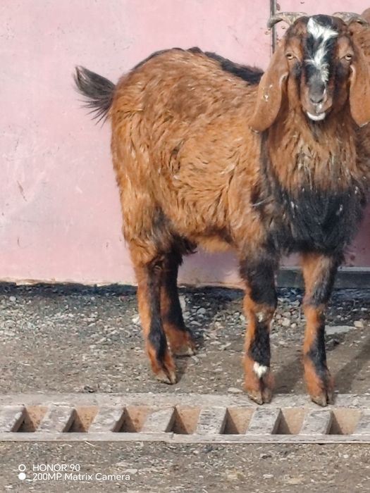 Нубийский козлик