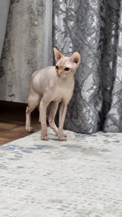 Продаётся кот сфинкс