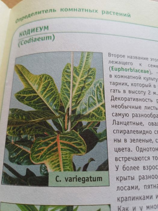 Кротон (кодиеум)