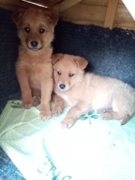 Donez acesti 2 caini maronii