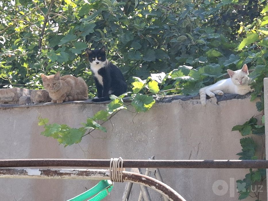 Бесплатно пышыклар бар.