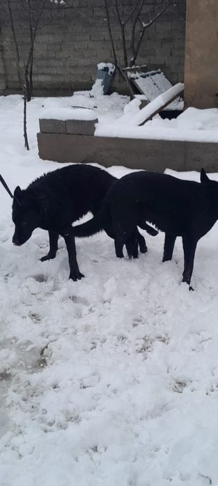 Осы иттин кушиги сатылады