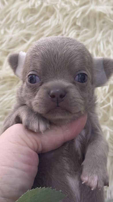 Очаровательные щенки чихуахуа