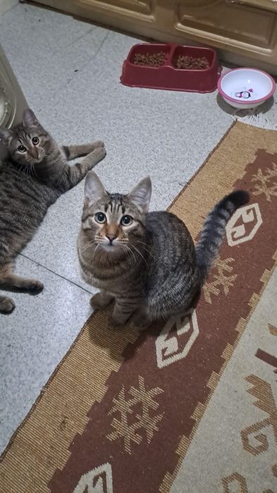 Котики 7 месяцев ищут дом!!!