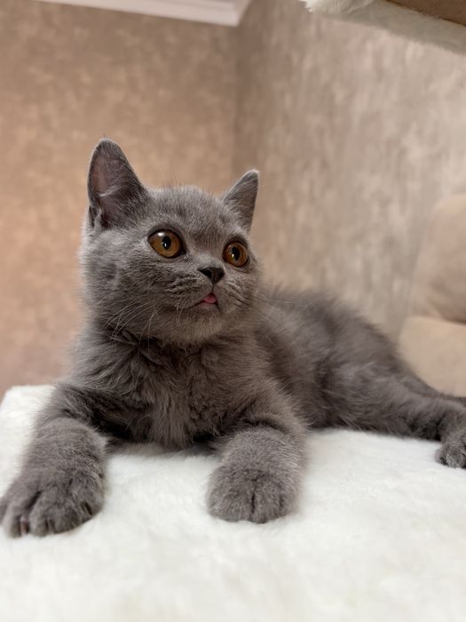 Отдам котёнка в добрые руки