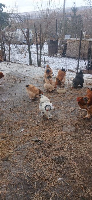 Ouă pentru incubat de la găini brahma