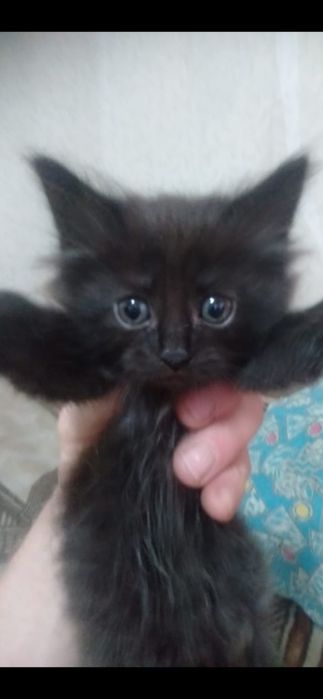 Милые котята бесплатно