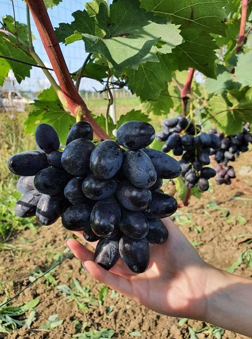 Vita de vie  soiuri de masa cu aroma fructata,armonioasa si cu gust de muscat