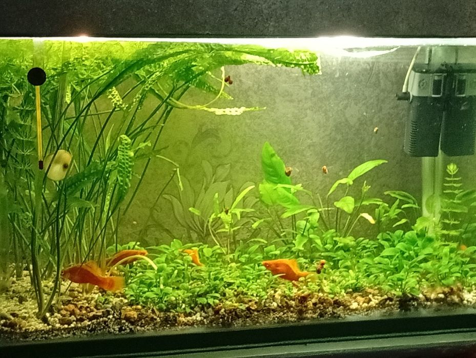 Аквариум с растениями дёшево