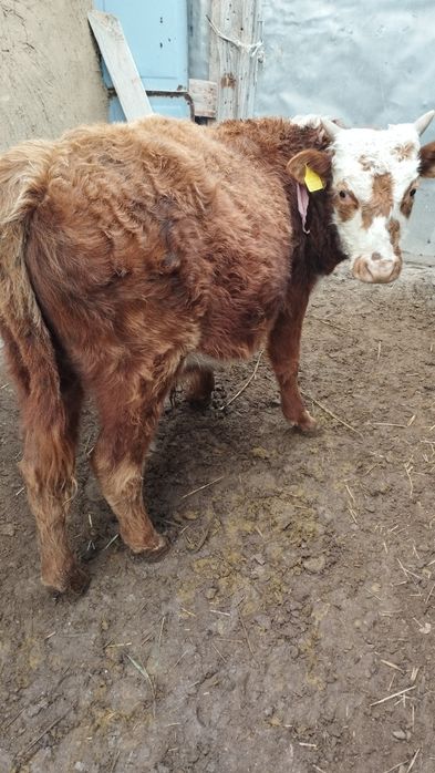 Баспақтар бар сатылады