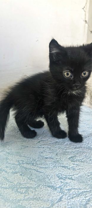 Отдам котика в добрые руки