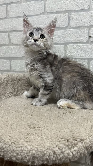 Девочки Мейн-Кун продажа