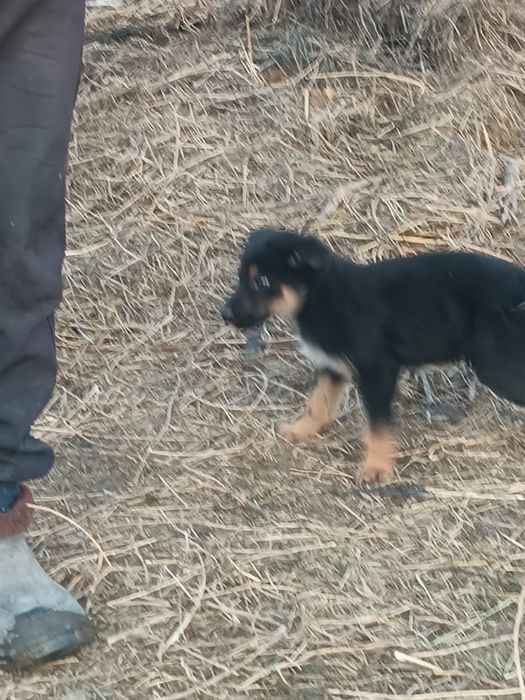 Щенки ВЕО 25000тыс